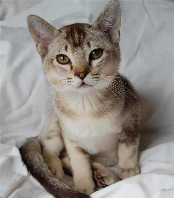 波米拉猫