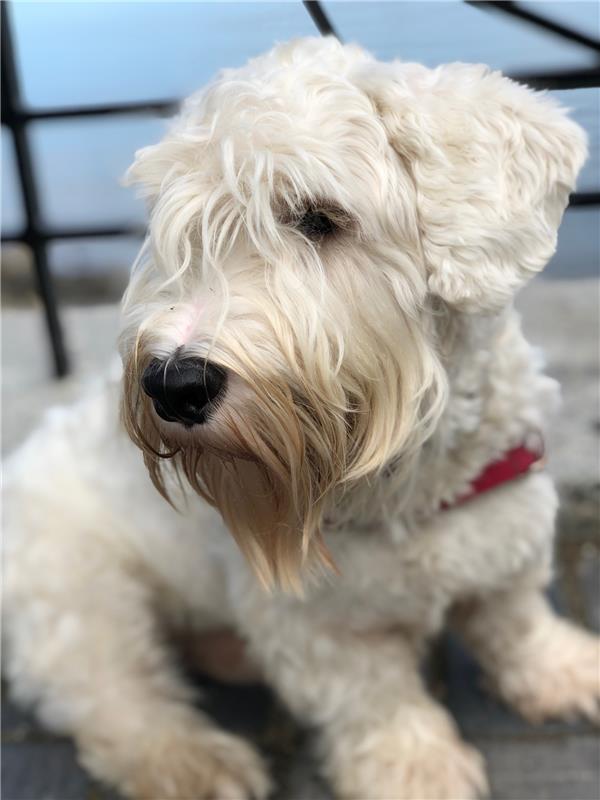 波登可葡萄牙梅迪奥犬