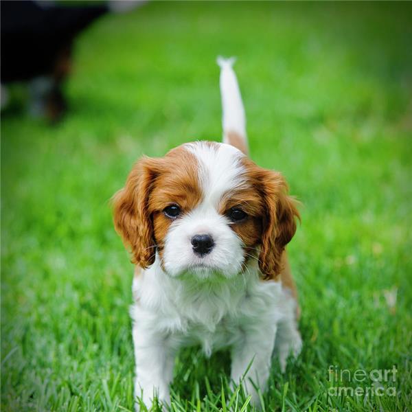 波登可葡萄牙梅迪奥犬