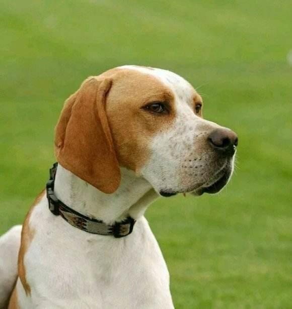 大白熊犬