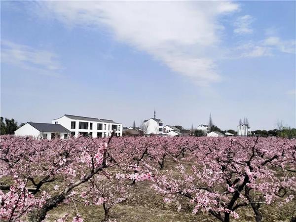 上海“乡村振兴示范村”– 吴房村 / 中国美术学院风景建筑设计研究总院_3534295