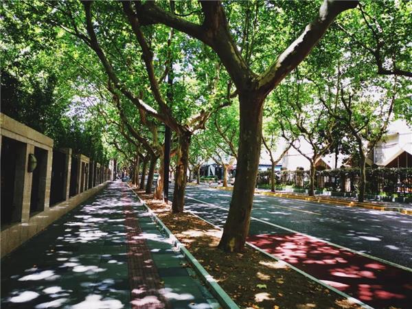 老上海遇上衡山路梧桐树——“只有头顶有梧桐的地方才是上海”_3648918