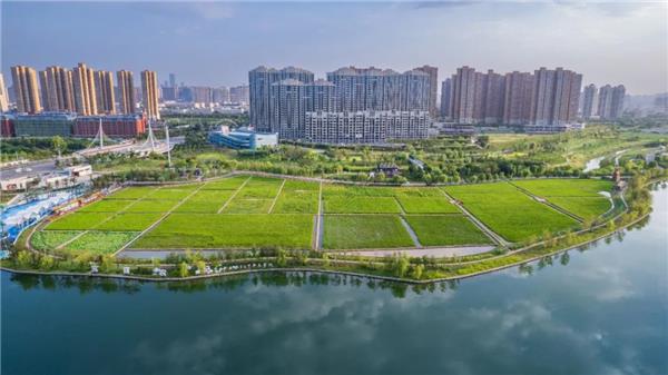 西安长安公园稻香园 / 上海赤地设计事务所_3788524