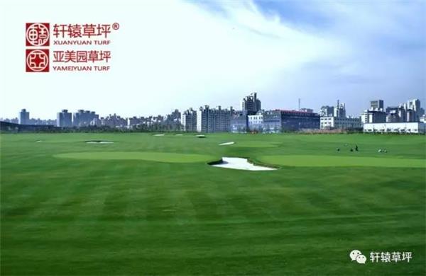高尔夫球场草坪建植与管理#草坪草 #运动场草皮 #运动场地草皮 