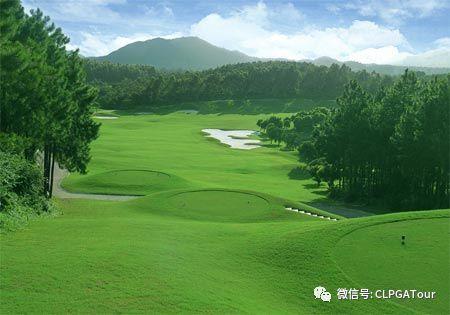 高尔夫球场种的是什么草？#草坪草 #常用草坪品种 #绿化草坪 