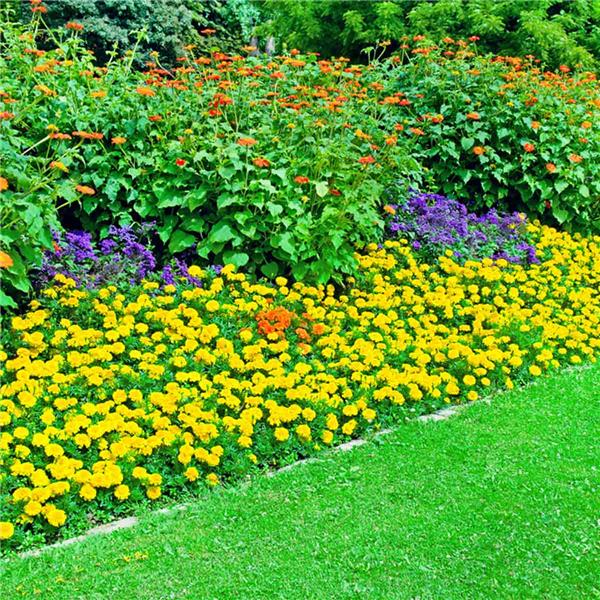 (花坛)#(花坛设计)#(花)#(花卉)#(园林)#(园林景观)#(设计)#(花园)