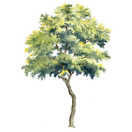 #(画景观树)#(建设设计)#(手绘树)#(建筑)#(建筑画)#(建筑画—树)#(建筑手绘)#(设计)#(手绘)#(树)