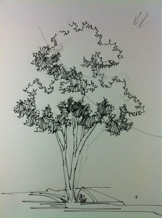 #(画景观树)#(建设设计)#(手绘树)#(建筑)#(建筑画)#(建筑画—树)#(建筑手绘)#(设计)#(手绘)#(树)