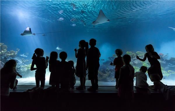 “欧迪西亚”水族馆_420749