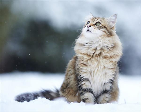 西伯利亚森林猫