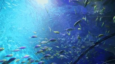 动态壁纸_2683260