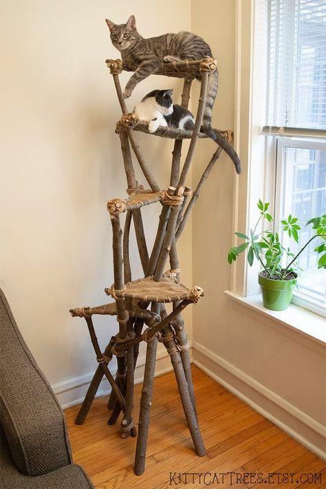 猫喜欢的树