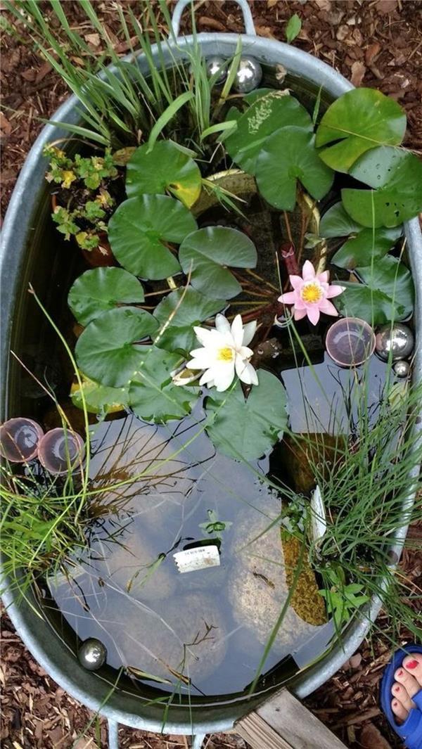 水生植物水槽#(水槽)#(水生植物)#(水生植物种植池)#(种植槽)#(种植池)