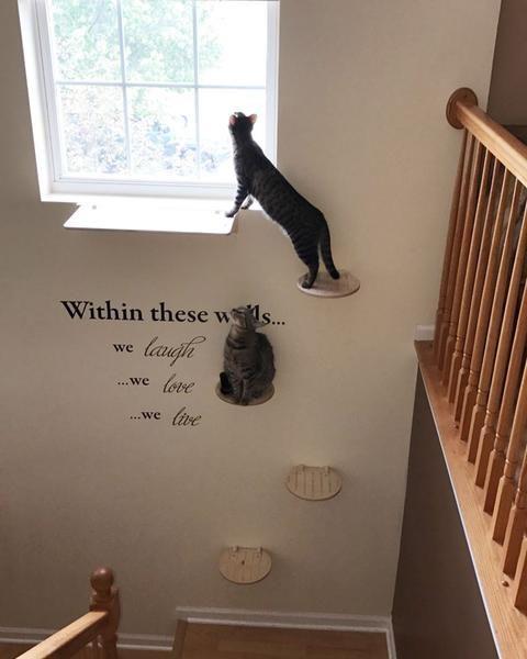 猫喜欢的树