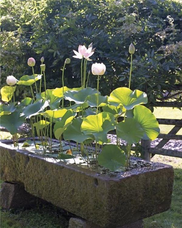 水生植物水槽#(水槽)#(水生植物)#(水生植物种植池)#(种植槽)#(种植池)