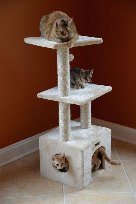 猫的树