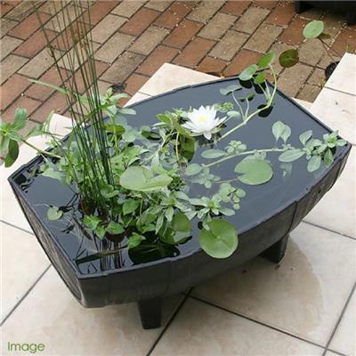 水生植物水槽