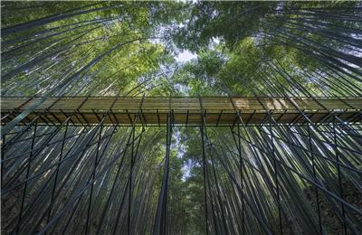 安徽霍山太阳乡竹林徒步道 / 傅英斌工作室