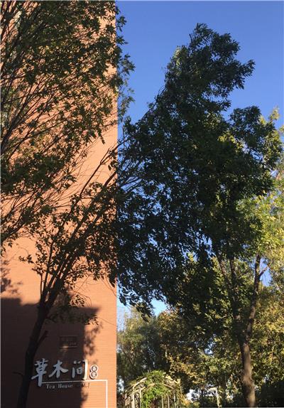 天津万科水晶城改造修建性详细规划实地拍摄 / 草木间