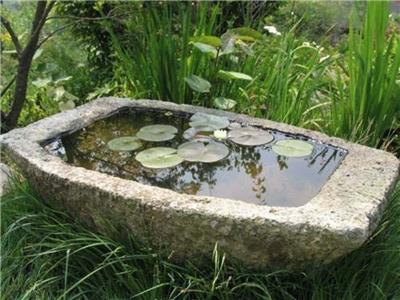 水生植物水槽