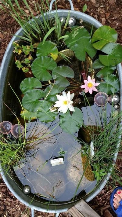 水生植物水槽