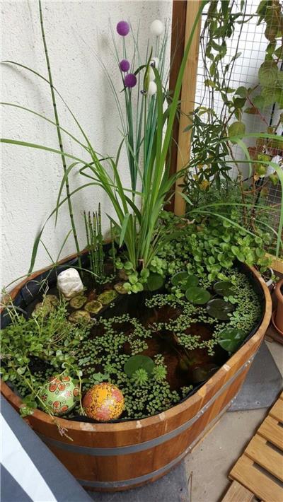 水生植物种植池/