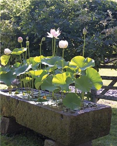 水生植物水槽