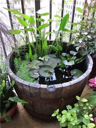 水生植物水槽
