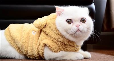短毛猫图片多角度鳄鱼图片粉色玫瑰花花朵图片粉色的花卉唯美电脑熊猫