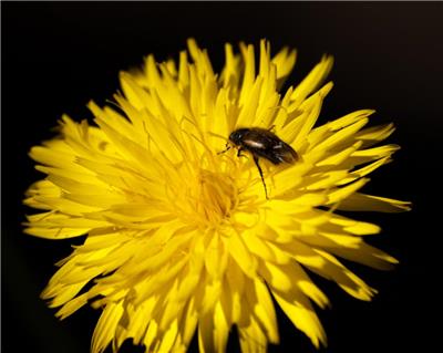 蜜蜂在黄色花卉高清上的摄影