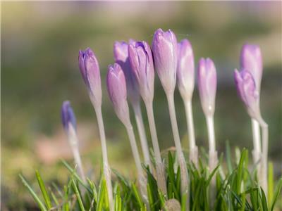紫色和白色的花在倾斜转变镜头摄影高清