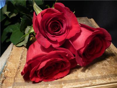 3月8日红玫瑰为最好的女孩