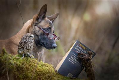 一只狗和一只猫头鹰读一本书