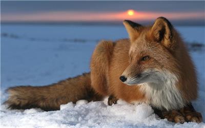 狐狸在雪地里