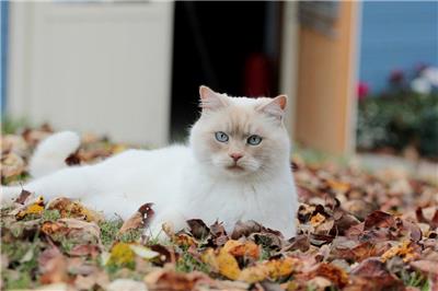叶子，下降，猫，秋季，白色