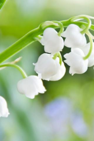 白色花朵绿色植物手机桌面