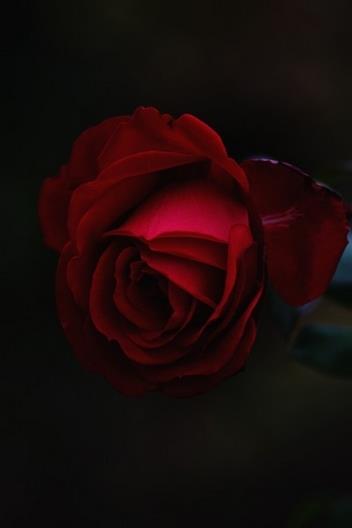美丽娇艳的红玫瑰花卉特写图片大全