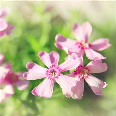 春季粉嫩迷人的鲜花高清