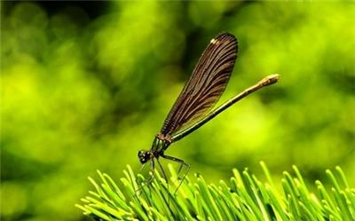优雅美丽的蜻蜓高清动物图片精选