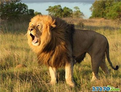 威武雄壮的野外动物狮子图片集