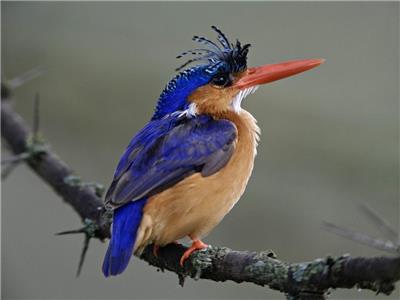 美丽好看的小鸟高清鸟类动物图片