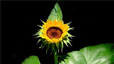 生命力旺盛的向日葵高清花卉图片
