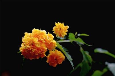 喜温暖黄色棣棠花唯美植物图片