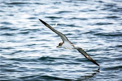 海面上盘旋的海鸟动物海鸥图片