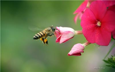 近距离拍摄蜜蜂采蜜图片精选