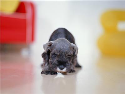 德国名犬雪纳瑞可爱动物图片大全