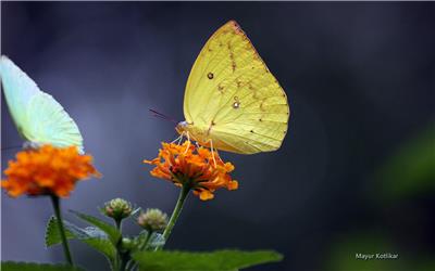 精选摄影漂亮的蝴蝶高清精美图片