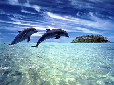 海豚岛