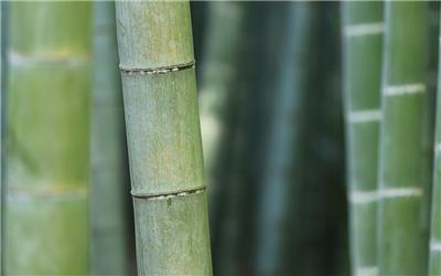 竹，性质，树，绿色