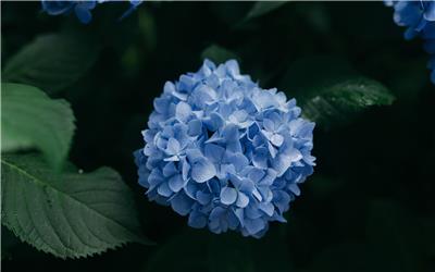 蓝色的绣球花唯美图片